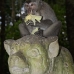 monkey_macaque_balinese_mf_ubud_v_0767_bal0780.jpg